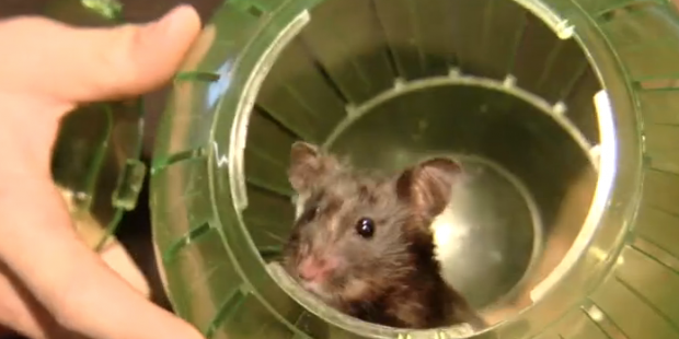 Related Oso Ighodaro on contract extension: ‘Amazing that my hometown team has this belief in...