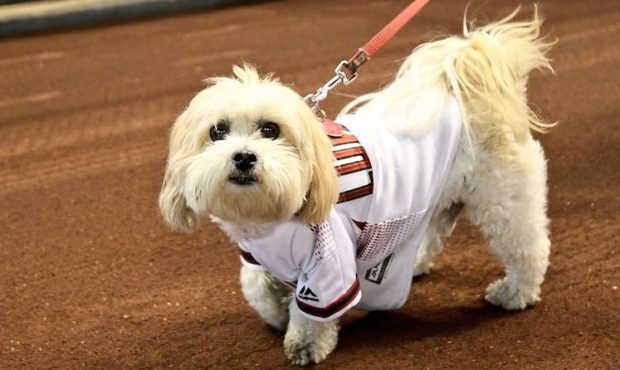 (Arizona Diamondbacks Twitter)...