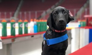 Meet Luna, the Coyotes' black Lab who could eventually change a life