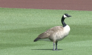 Goose invades center field during D-backs, Cubs spring game