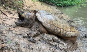 J.J. Watt the 131-pound snapping turtle tagged, released in Houston area