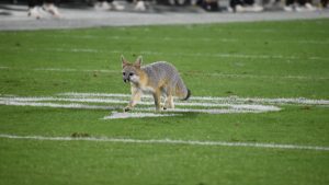 Herm Edwards and Arizona State are familiar with the Sun Devil Stadium fox