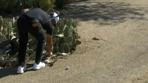 Schauffele immediately regretted handling cactus at WM Phoenix Open