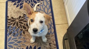 There are many dogs named after Devin Booker