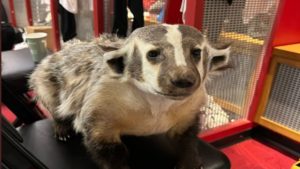 Someone shipped J.J. Watt a taxidermied badger in a box
