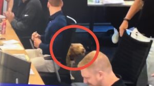 Bow wow: Fans all for good dog in Cardinals' NFL Draft war room