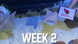 Baby stingrays make their Cardinals win predictions for 2023