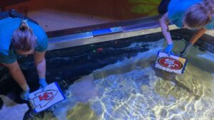 'Raylor Swift' picks Chiefs over 49ers to win Super Bowl