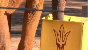 Msholo the Zoo Atlanta elephant picks ASU to pull the Peach Bowl upset over Texas